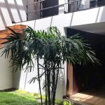 arbo en centro de propiedad